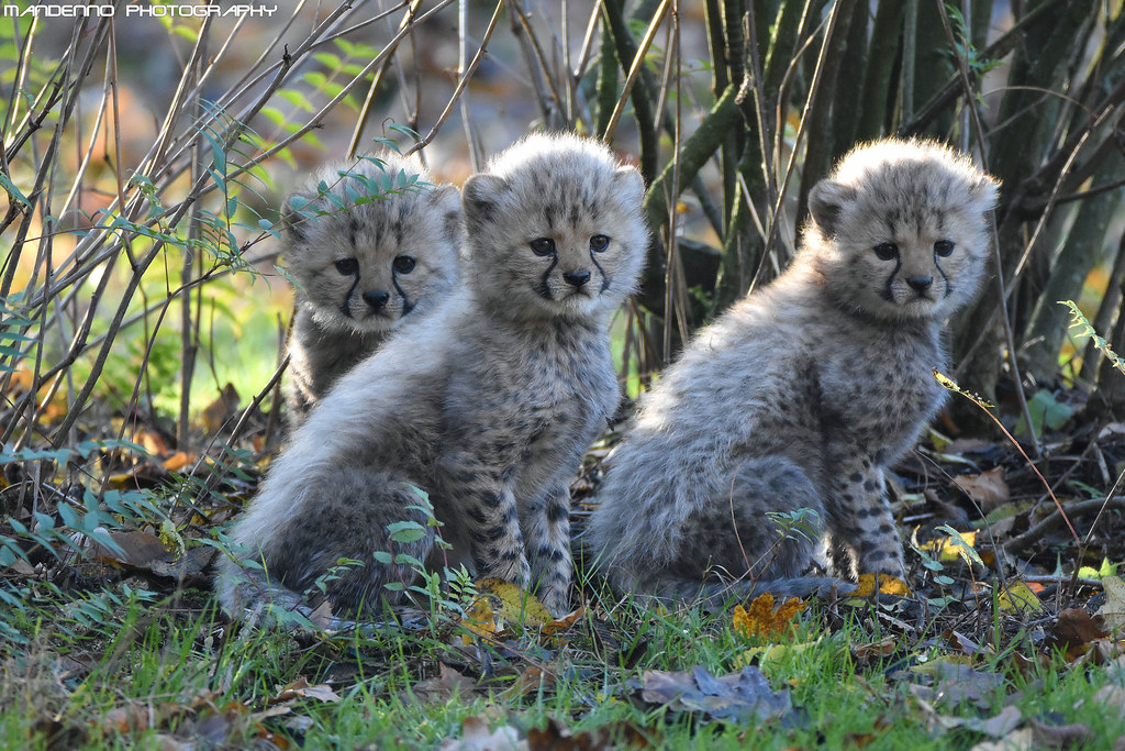 Tree Cheetah cubs - Allwetterzoo Munster
