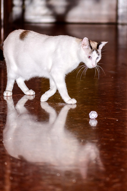 Blau, gato cruce Snowshoe nacido en enero´17 esterilizado, apto para gatos machos, en adopción. Valencia. ADOPTADO. 46157691132_74833521f1_z