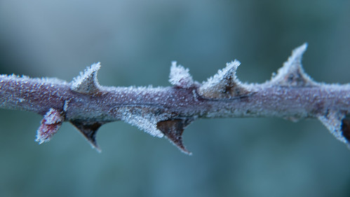 Frost crystals on a rose branch