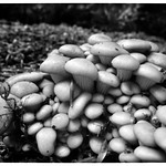 cluster of fungi