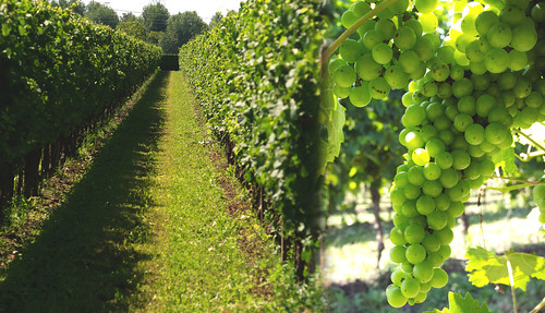 summer italy green wine winery grapes tenutasantomè