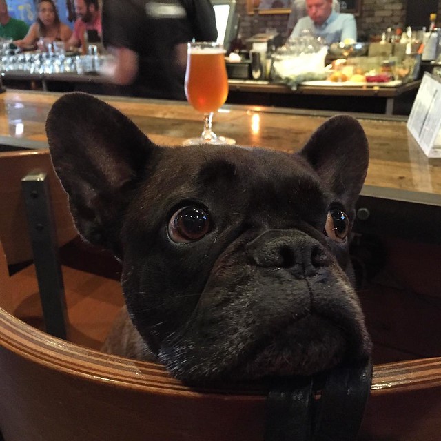 One of the regulars at @saltandcleaver, my favorite watering hole in #SanDiego Hillcrest. Hello Winston! #dogstagram #goodboy