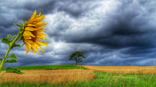 summer tree clouds hill sunflower cloudyday helianthusannuus