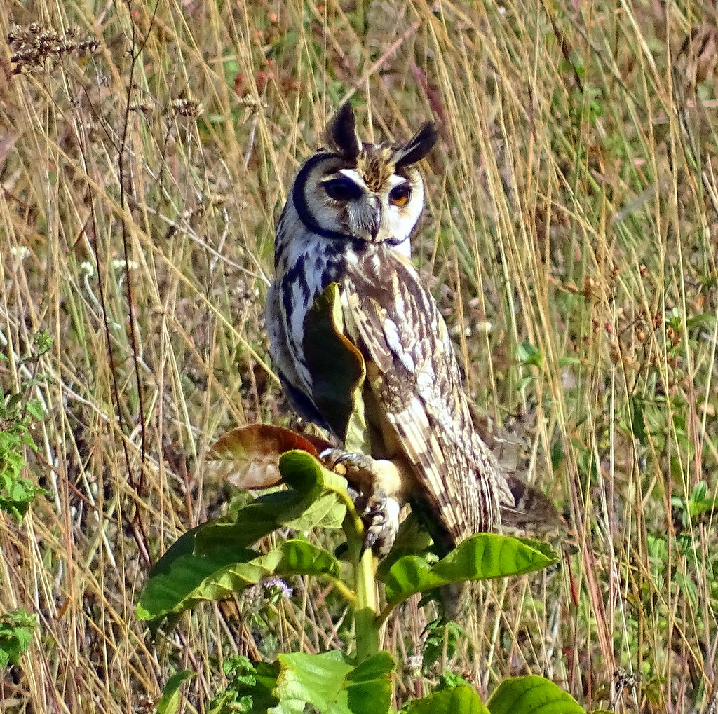 Lechuza Listada [Striped Owl] (Asio clamator)