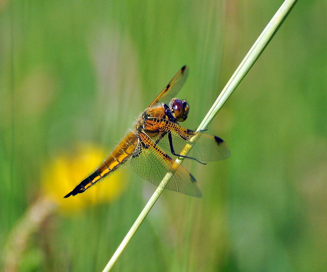 From my old account....a four spotted Chaser taken at Hic Bibi in Coppull with Nic....he used to love this place and one day I'll go back.