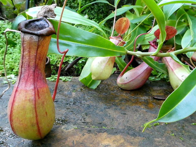 'Pitcher plants' in the Princess of Wales Conservatory at Kew Gardens, London