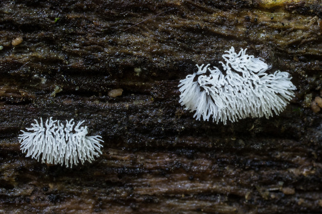 coral slime mold