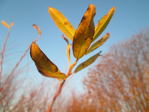 Salix purpurea | by anro0002