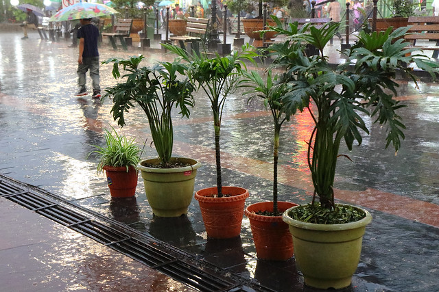 Rain, Gangtok