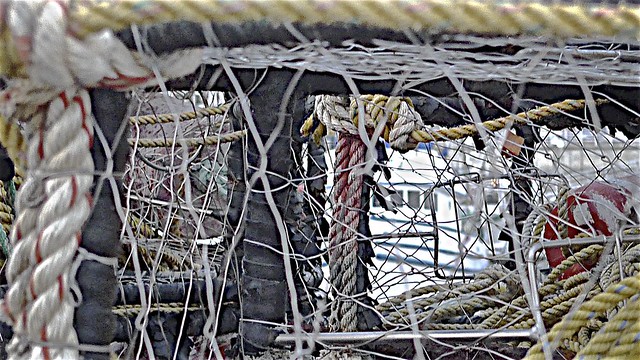Dungeness Eye View  (from inside a 'crab pot' (trap))