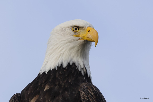 Bald Eagle / Pygargue à tête blanche