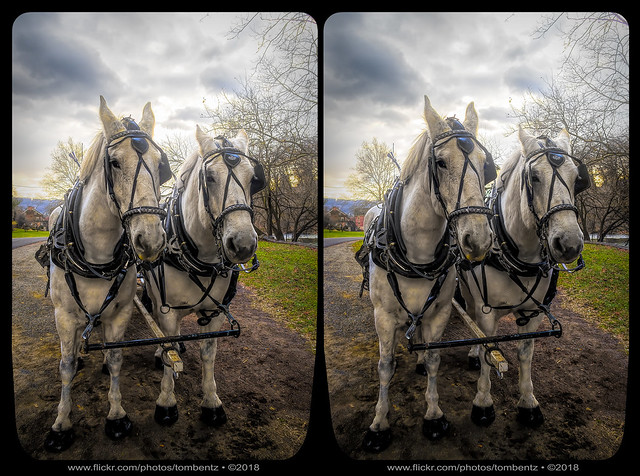 Christmas Carriage Horses (Stereo)