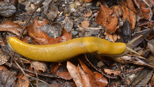 California Banana Slug (Ariolimax californicus) in the woods today