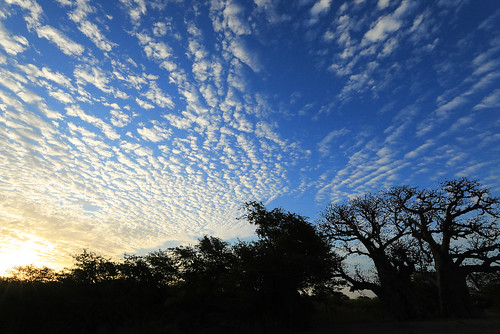 africa afrique senegal nature landscape paysage sunrise aube sky ciel nuages clouds tree arbre baobab