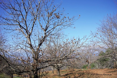 ελλάδα πελοπόννησοσ αρκαδία ανωδολιανά φύση βουνό φθινόπωρο greece peloponnese arkadia ano doliananaturemountainautumnδέντραtreesκαστανιάchestnut tree landscapes τοπία