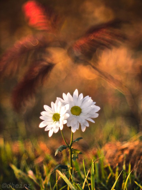 White Chrysanthemum and Autumn Evening 🍁