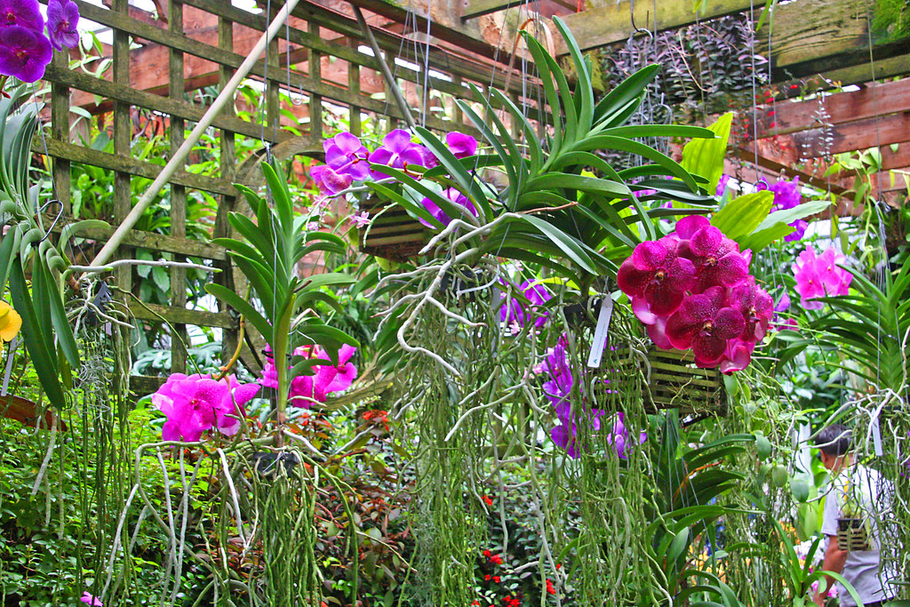 Atlanta Botanical Garden Orchids On A Trellis Atlanta G Flickr