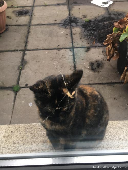 [Updated] Mon, Dec 10th, 2018 Found Female Cat - The Local Area, Terenure, Dublin