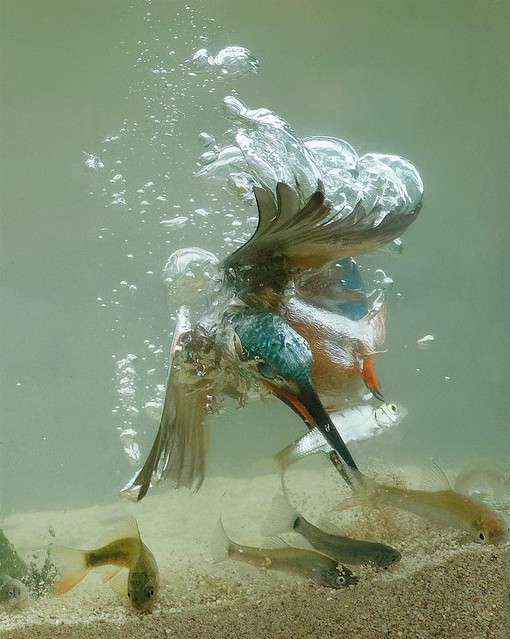 Plop... kingfisher diving...