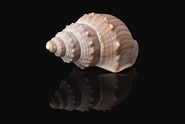Focus stack of a shell