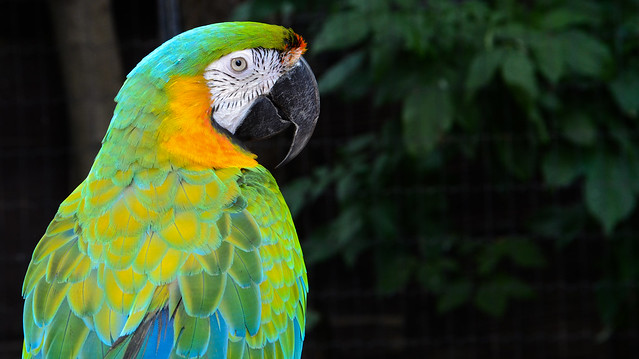Macaw Back Profile
