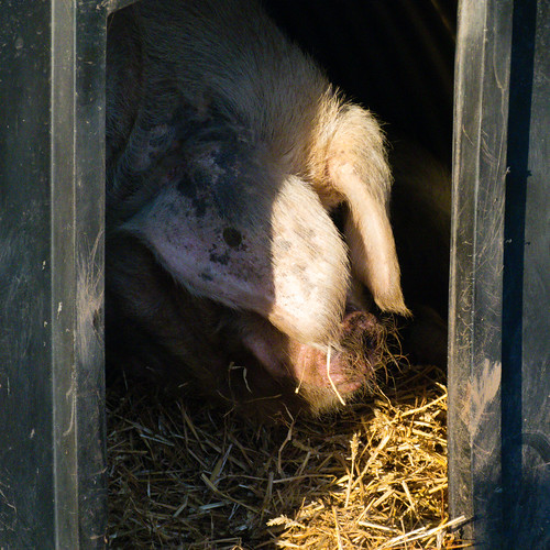Reclusive boar, Northycote Farm