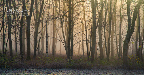 riversevern bewdley morning mist river sunrise goldenhour light orangeglow trees leaves