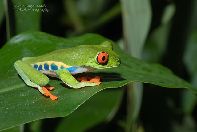 Red eyed Tree frog - Agalychnis callidryas