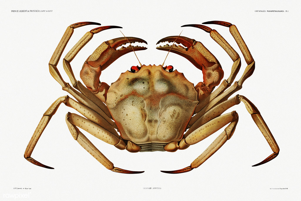 Atlantic deep sea red crab vintage poster