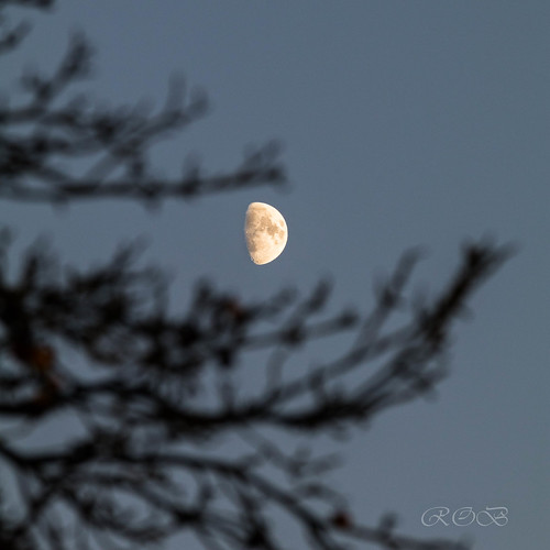himmelskörper mond baum schatten ast astrophotografie schattenriss silhouette sonnenuntergang astrophotography moon sunset himmel mondfotografie astrofotografie