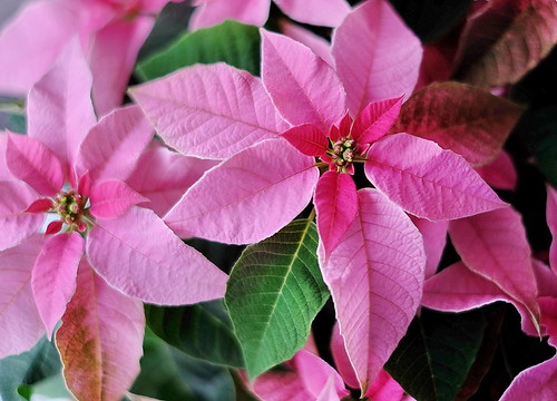 Pink Poinsettia | by zinnia2012
