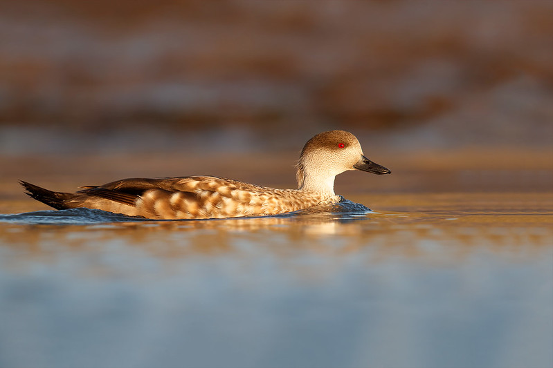 Lophonetta specularioides | Crested Duck | tofsand