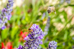 Honey Bee-2
