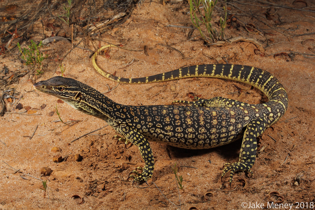 Sand Monitor (Varanus gouldii flavirufus) | Jurien Bay, West… | Flickr