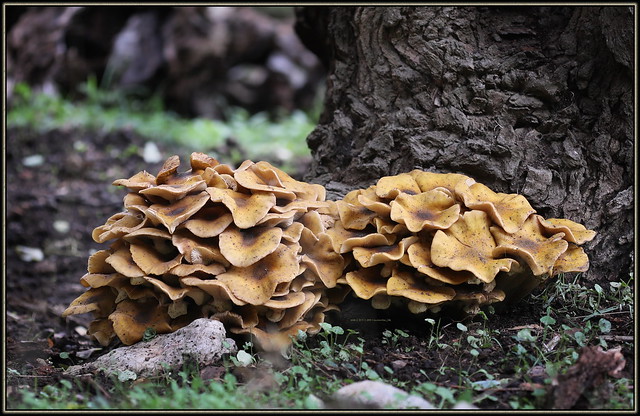 Armillaria mellea, Honey Mushroom, Honey fungus, Medena puza, Puza, Medenjača, Mraznica, Puzica, 6848 G