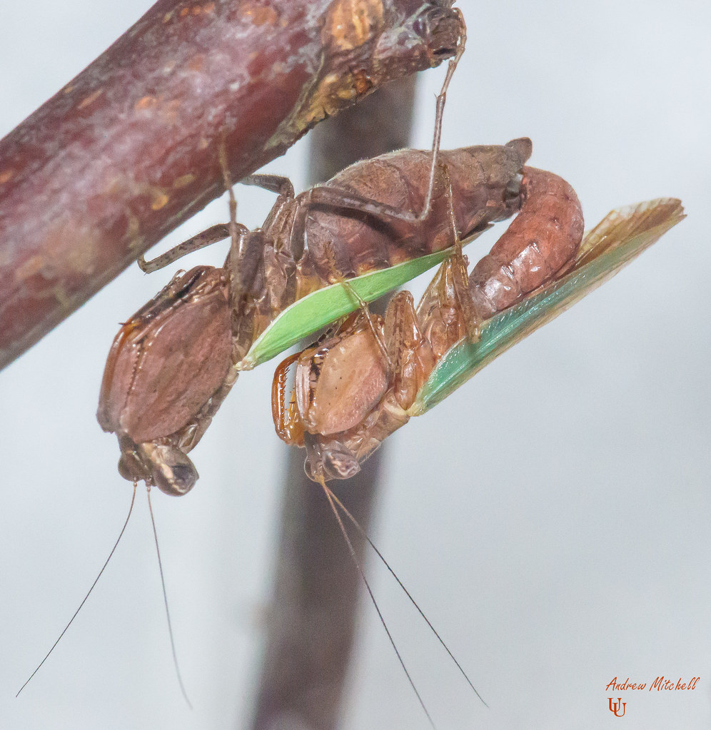 Ephestiasula sp (Boxer Mantis) (Adult Pairing)