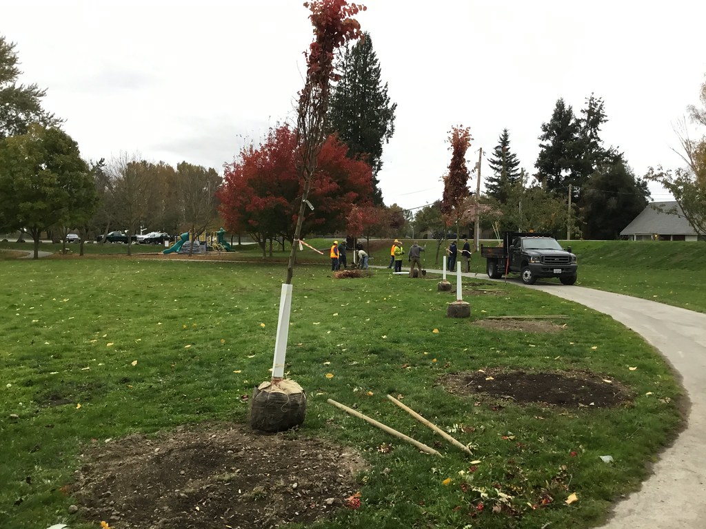 Memorial tree planting near SR 536