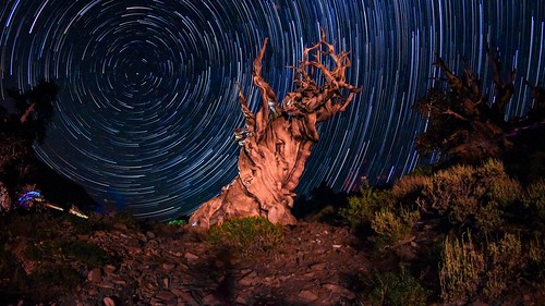 starstax inyocounty inyo startrails discoverytrail mountains whitemounatins owensvalley lightpainting ancientbristleconepine ancient american usa trees tree landscape longexposure light art night sky trails startrax star stars colorful color beautiful beauty naturephotography natur nature rs2pics flickr bristlecone california photography canonusa canon bristleconepineforest bristleconepine