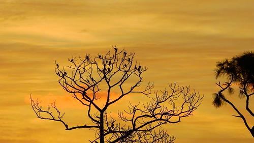 fishcrows crows photo flickr geographic picture pictures camera snapshot photography jimmullhaupt nikoncoolpixp900 nikon coolpix p900 nikonp900 coolpixp900 sunrise sunup dawn sun morning sky clouds color red orange pink yellow blue tree palm silhouette weather tropical exotic wallpaper landscape bradenton florida manateecounty cloudsstormssunsetssunrises