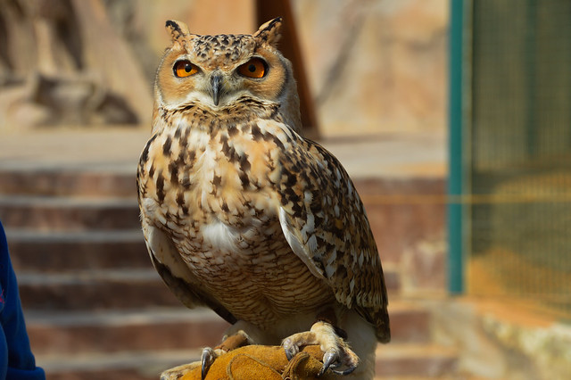 Pharaoh eagle-owl (Bubo ascalaphus)