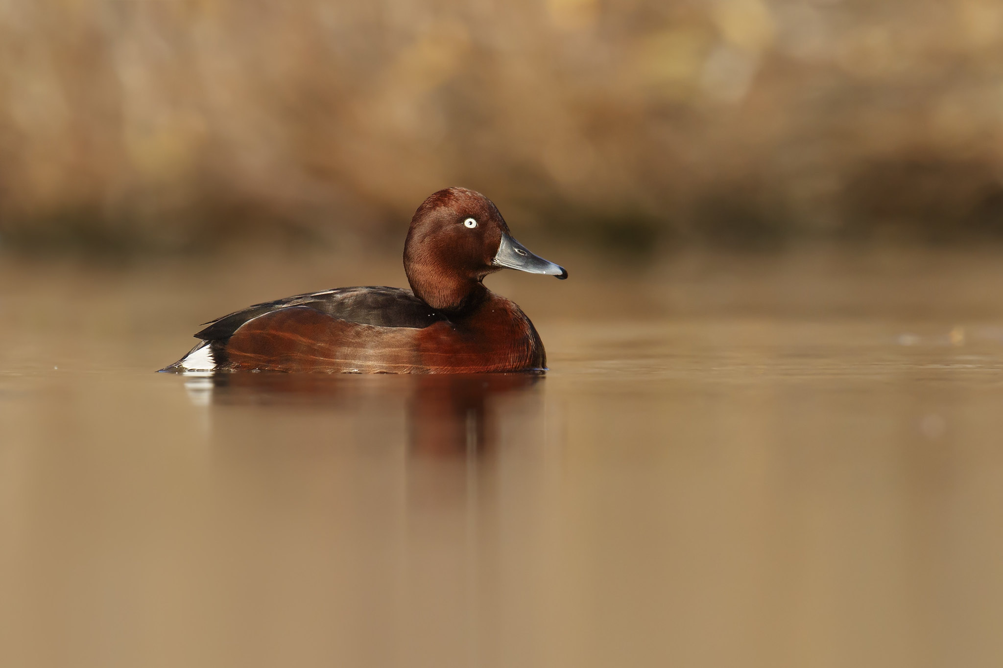 Aythya nyroca | Ferruginous Duck | vitögd dykand