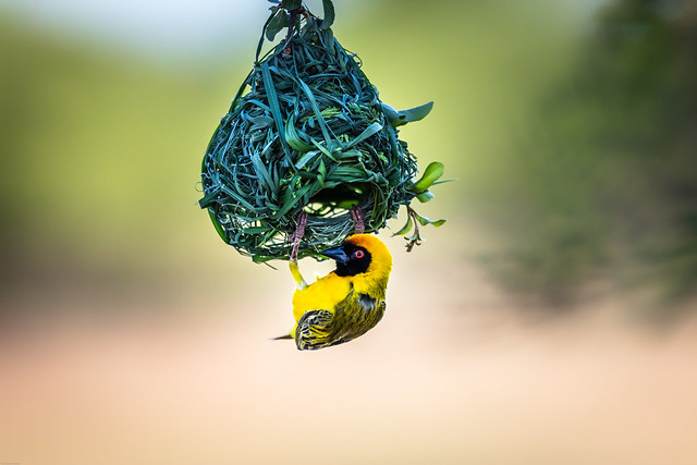male Southern Masked Weaver