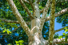 2018 - Mexico - Hacienda Sotuta de Peón - Ceiba Tree