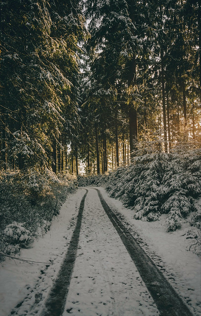 Light in the snowy forest
