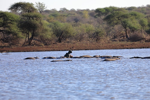 hippo hipopótamo kruger park south africa oct2018