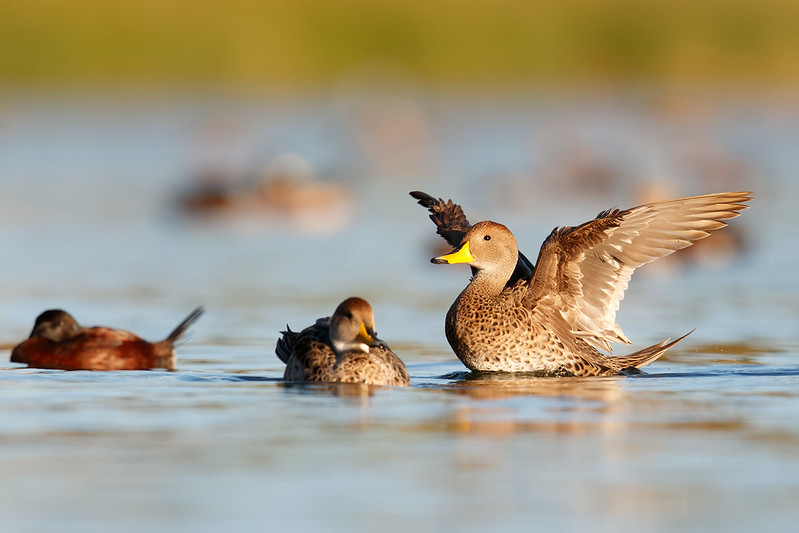 Anas georgica | Yellow-billed Pintail | gulnäbbad stjärtand