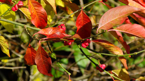Autumn colours: spindle tree