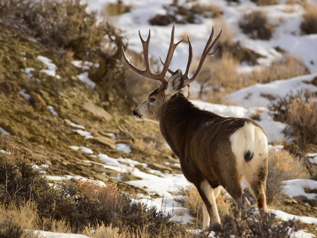 Mule deer SW Wyoming on winter range | Photo: Tom Koerner/US… | Flickr