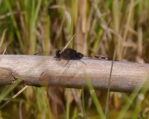 mikaelbehrens aransaspass texas wildlife insect dragonfly cbc unitedstates us