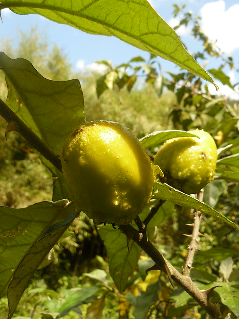 Solanum aculeastrum